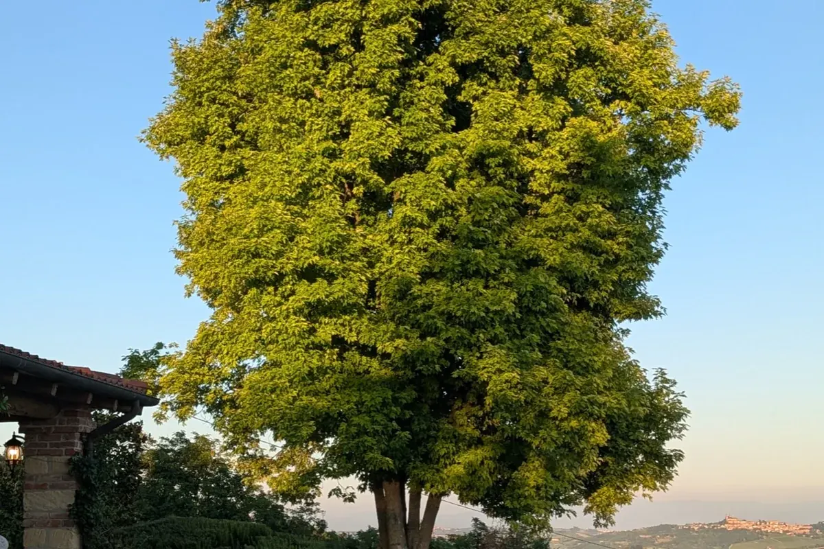 The big tree in the Tenuta Magrini garden at sunset