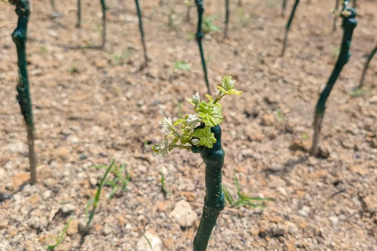 Barbatelle appena messe a dimora nel terreno marnoso del vigneto