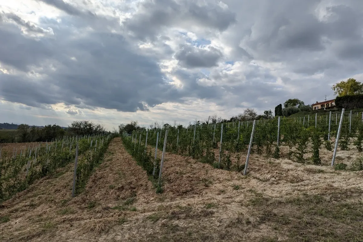 The aligned rows of the Tenuta Magrini vineyard under an autumn sky
