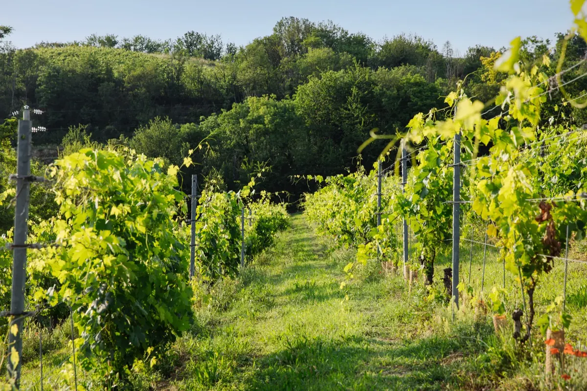 Filari di viti in estate con l'erba lasciata crescere fra i corridoi