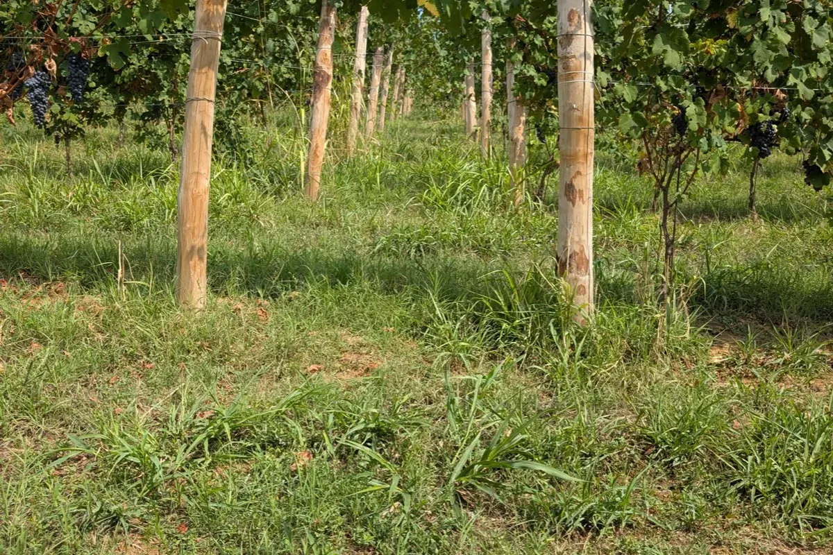 Filari inerbiti nel vigneto biologico di Tenuta Magrini
