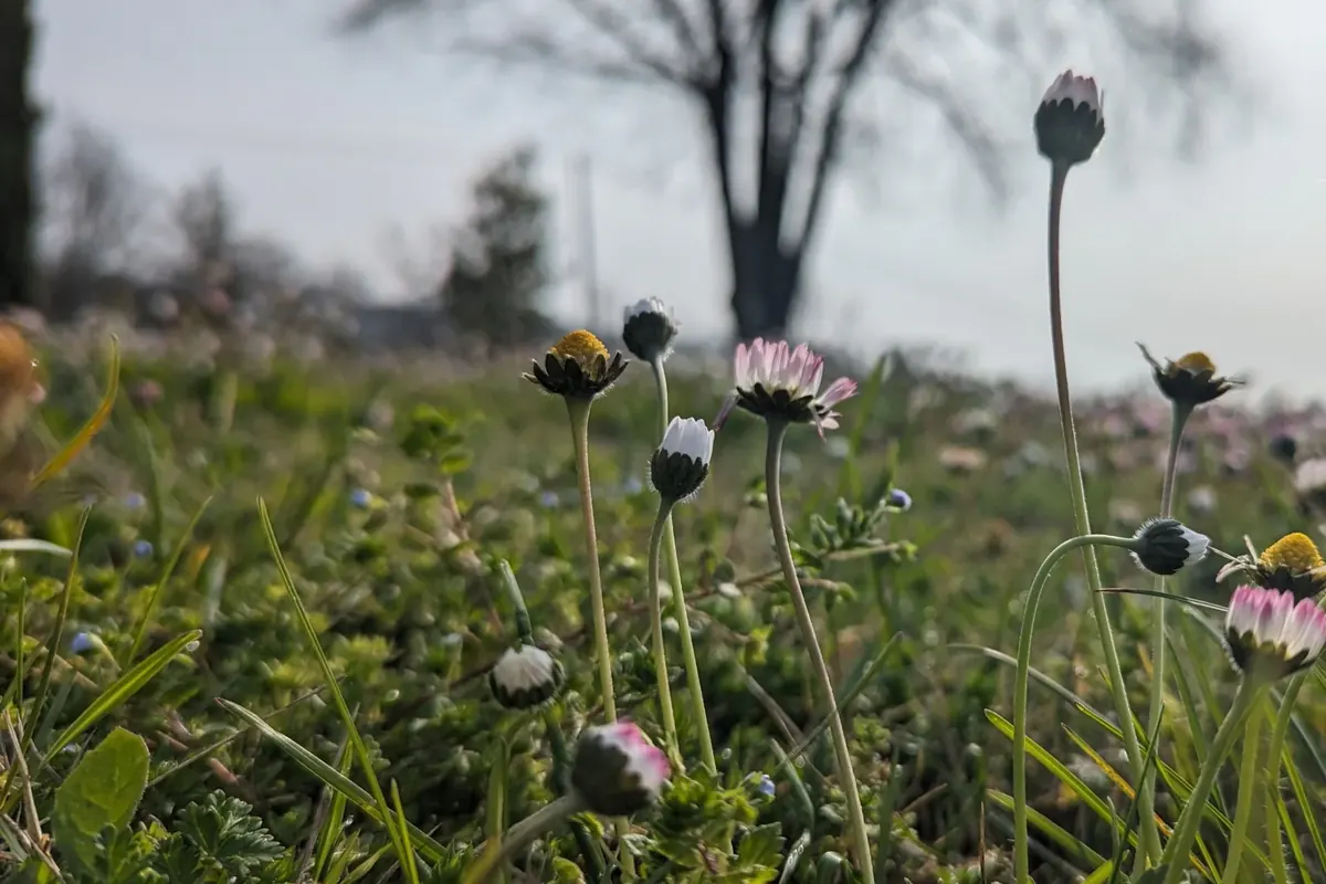 Wild daisies in flower between the rows at Tenuta Magrini