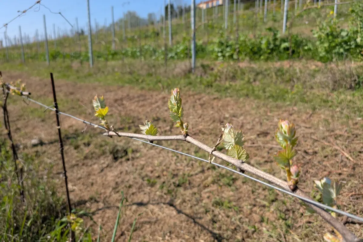 Vine buds opening on the cane in spring