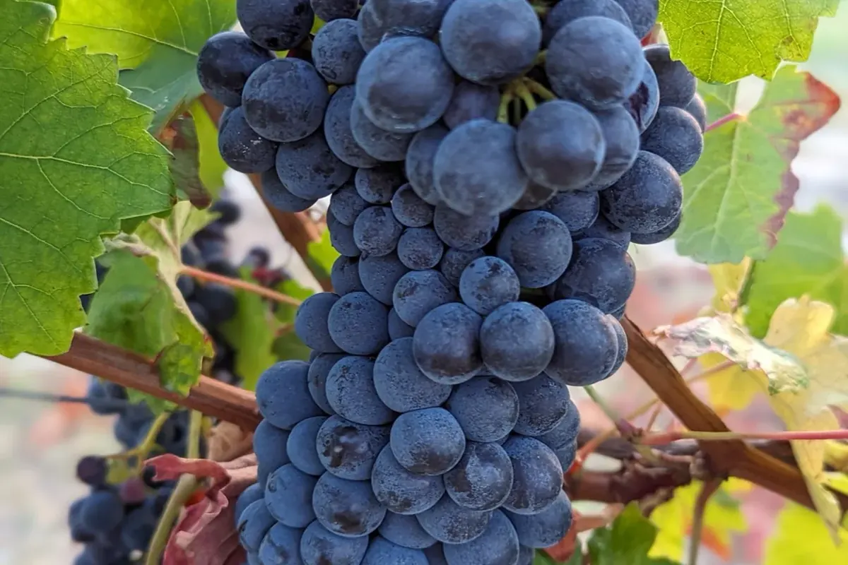 A ripe Barbera bunch on the vine in the Tenuta Magrini vineyards