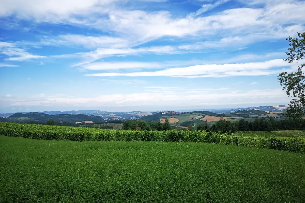 The Monferrato hills in summer, seen from the Tenuta Magrini vineyards