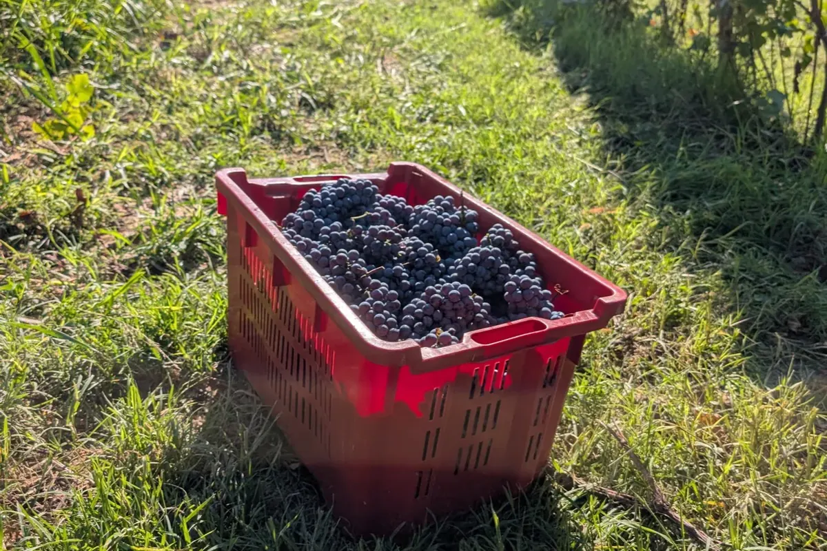 Cassetta colma di uva appena vendemmiata fra i filari di Tenuta Magrini