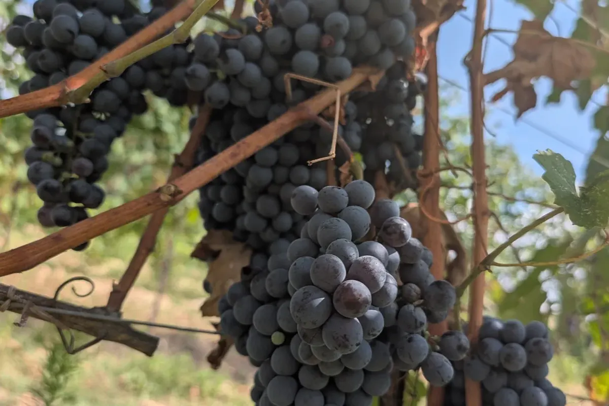 Grappoli di Barbera maturi contro il cielo estivo, vigne di Tenuta Magrini