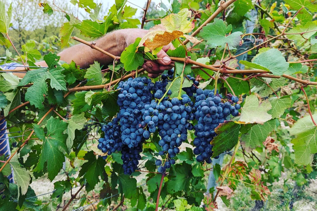 A hand holding Barbera bunches among the vine leaves