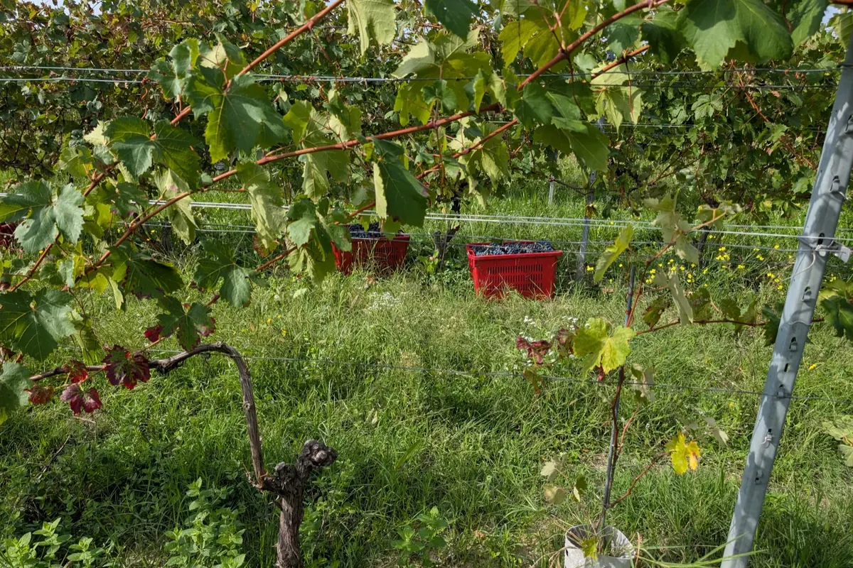 Red crates of picked grapes between the rows during the harvest