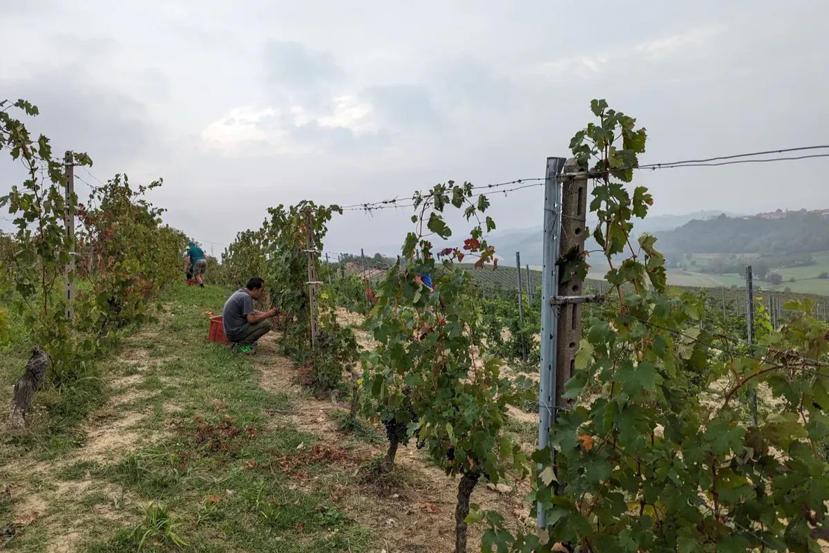 Hand harvest between the rows at Tenuta Magrini, the village in the background