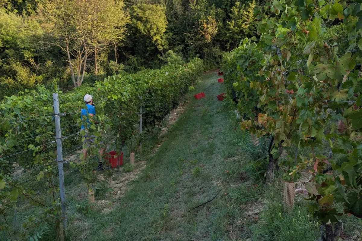 A picker at work between the rows at Tenuta Magrini