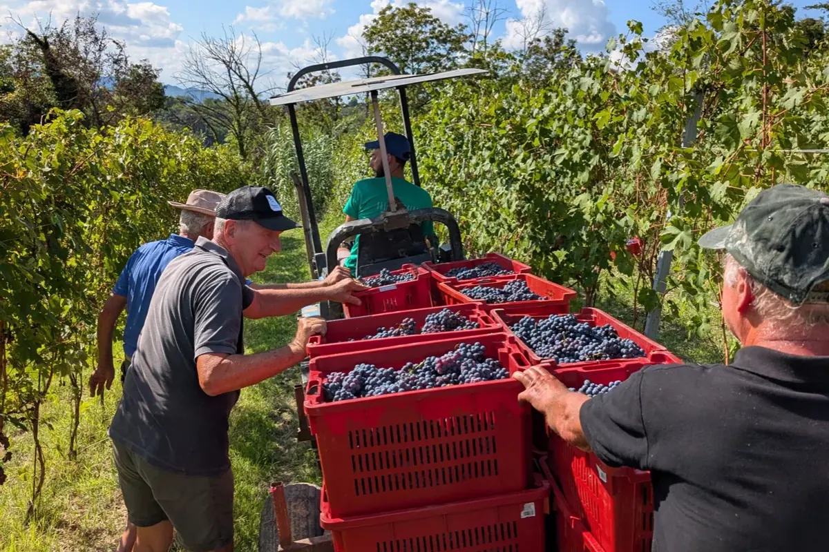 Pickers loading crates of grapes onto the trailer in the vineyard