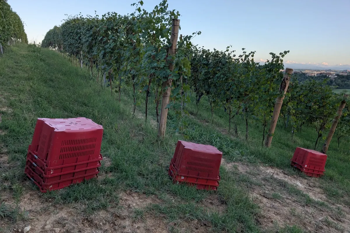 Harvest crates lined up in the Tenuta Magrini vineyard at sunset