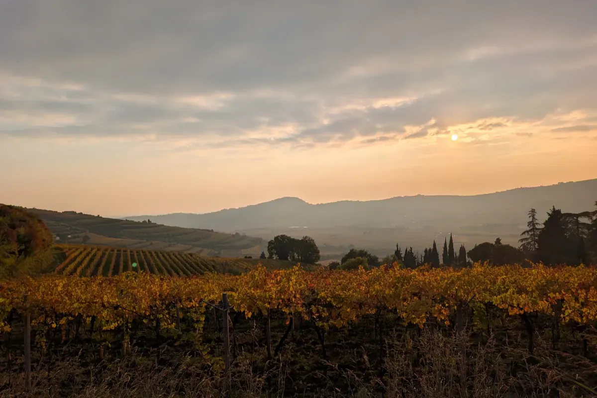 Vigneti dorati al tramonto sulle colline del Monferrato