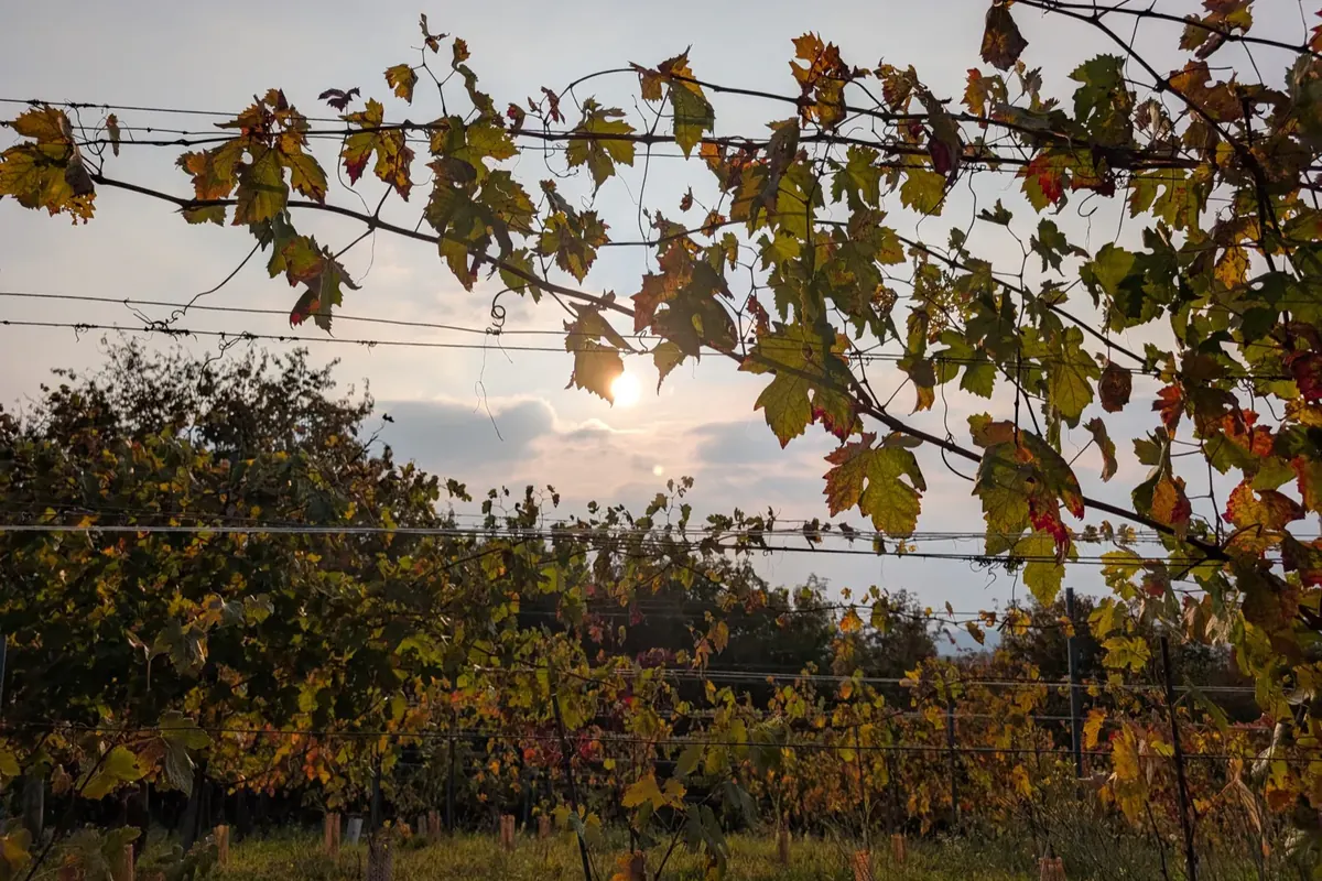 Il vigneto di Tenuta Magrini in autunno, con il sole che filtra fra i tralci