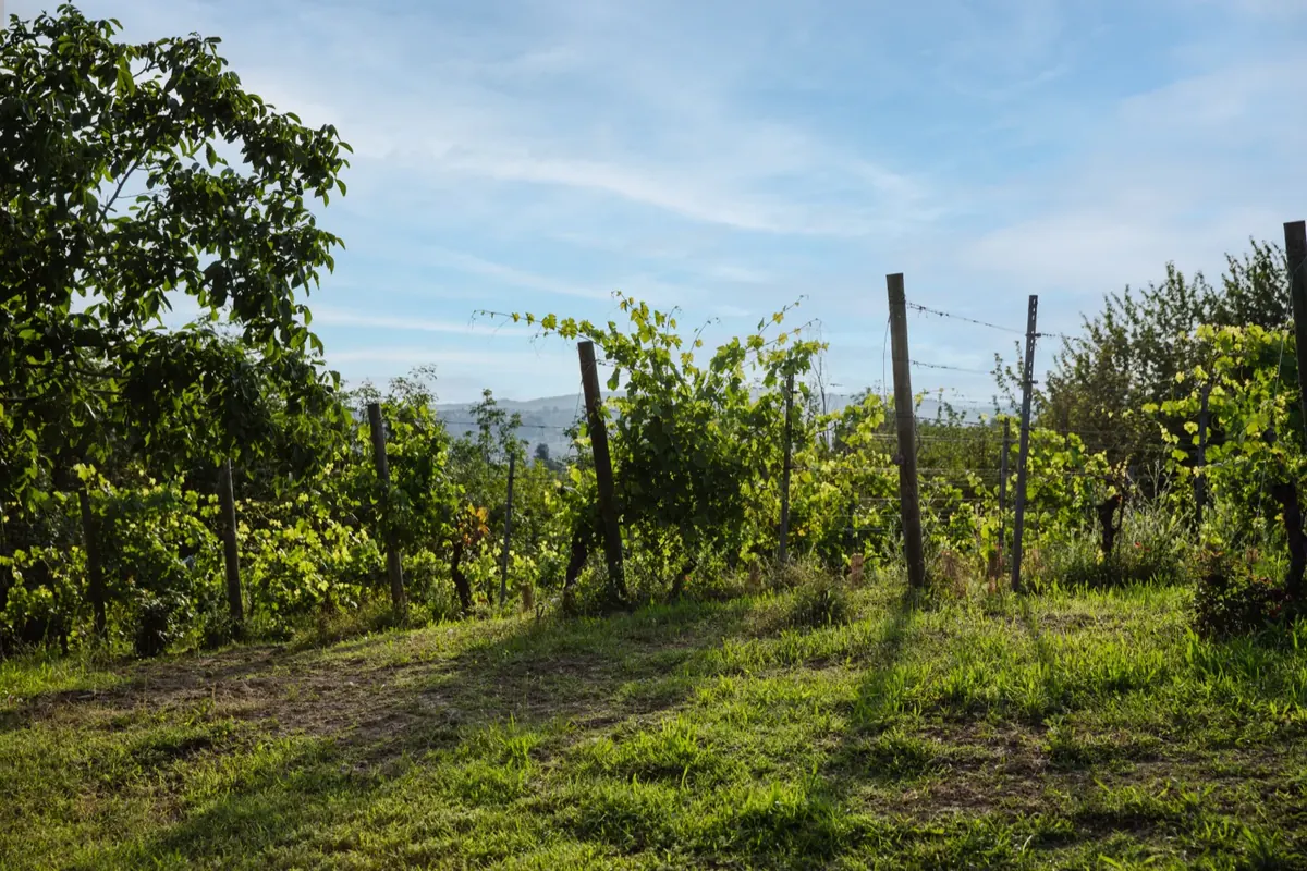 Vigneto giovane di Tenuta Magrini con le colline del Monferrato sullo sfondo