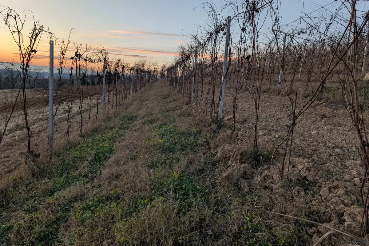 Filari spogli al tramonto invernale nel vigneto di Tenuta Magrini