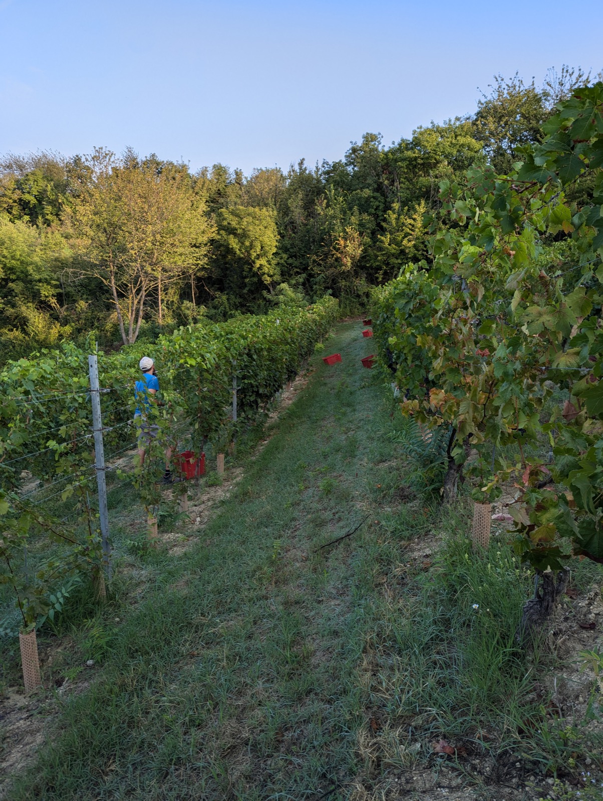 Profilo del suolo marnoso nelle vigne di Tenuta Magrini
