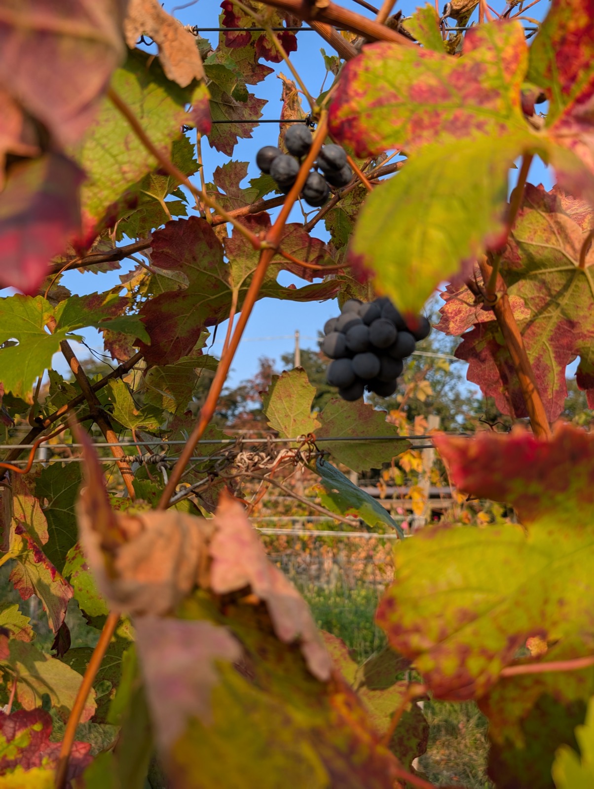 Vendemmia manuale a Tenuta Magrini in autunno