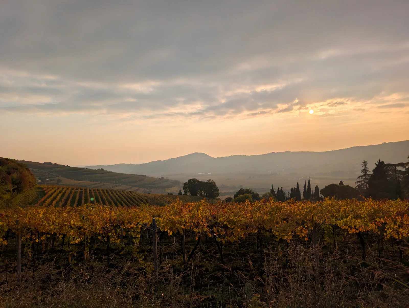 Foliage autunnale a Tenuta Magrini: filari dorati al tramonto sulle colline del Monferrato