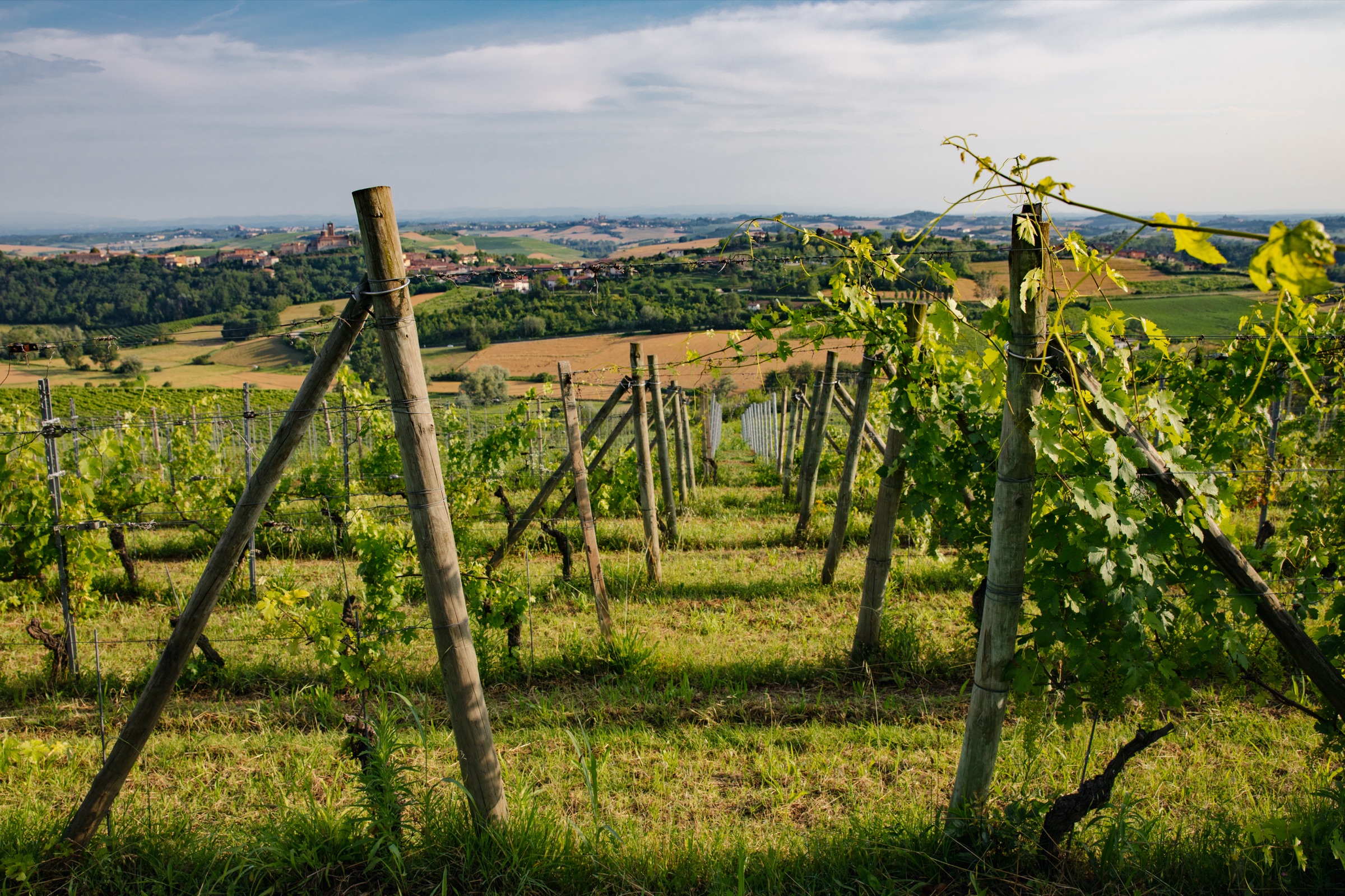 Le vigne della Tenuta Magrini con i colli del Monferrato sullo sfondo