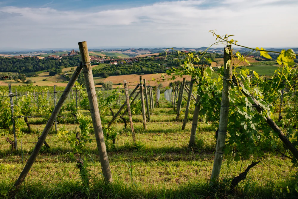 Le vigne della Tenuta Magrini con i colli del Monferrato sullo sfondo