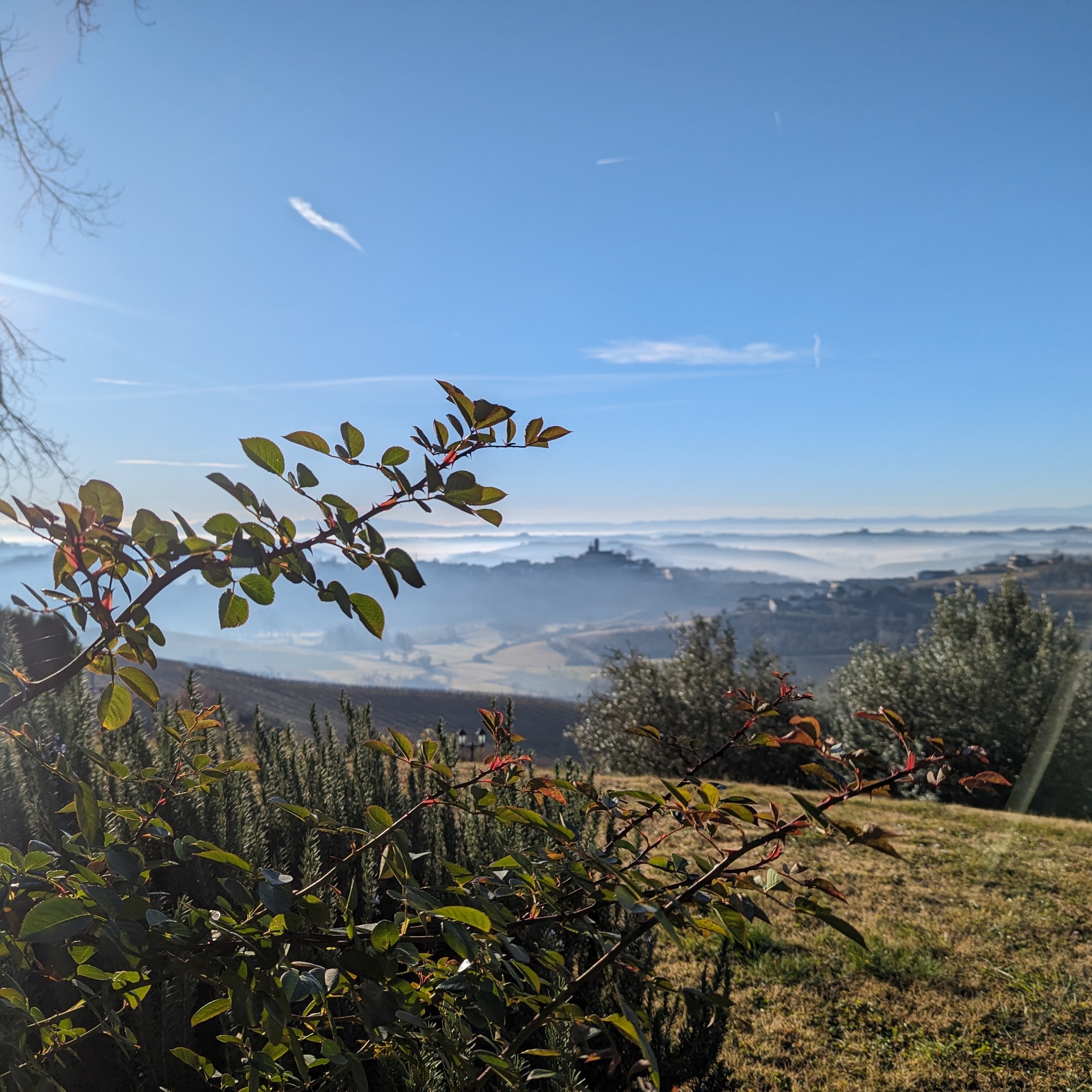Vista sui colli del Monferrato dalla Tenuta Magrini, rosa canina in primo piano