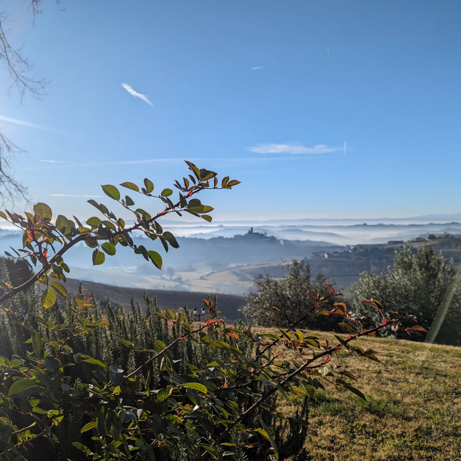 Vista sui colli del Monferrato dalla Tenuta Magrini, rosa canina in primo piano